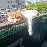 cat, orange_cat, white_cat, balcony, net, sunlight, relaxed, lounging, urban, buildings, greenery, daylight, feline, pet, resting, outdoor, railing, sleepy, closeup, cute
