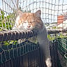 Kouki participe au concours pour gagner de l'argent avec cette photo : cat, orange_cat, white_cat, sleeping, balcony, netting, paw, sunlight, outdoor, fence, resting, pet, animal, daytime, relaxation, closeup, nature, greenery, peaceful, lazy