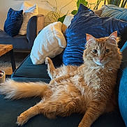 Mac joined the competition — help win amazing prizes! cat, orange_tabby, fluffy, couch, pillows, indoor, relaxed, home_decor, plant, lamp, wooden_table, cozy, furniture, curious, pet, domestic_cat, living_room, seated, feline, comfort