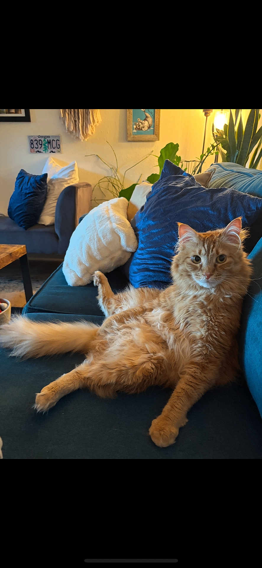 Mac joined the competition — help win amazing prizes! cat, orange_tabby, fluffy, couch, pillows, indoor, relaxed, home_decor, plant, lamp, wooden_table, cozy, furniture, curious, pet, domestic_cat, living_room, seated, feline, comfort