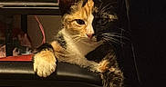 Travi is registered to the contest to win money with this photo: animal, calico, cat, chair, closeup, cozy, curious, cute, domestic, feline, fur, furniture, household, indoor, paws, pet, relaxed, resting, tabby, whiskers
