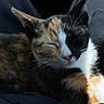 Travi joined the competition — help win amazing prizes! adorable, animal, calico_cat, cat, close_up, comfort, cozy, cute, domestic_animal, feline, fur, indoor, lap, peaceful, pet, relaxed, resting, sleeping, soft_light, whiskers