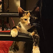 Travi is registered to the contest to win money with this photo: animal, calico, cat, chair, closeup, cozy, curious, cute, domestic, feline, fur, furniture, household, indoor, paws, pet, relaxed, resting, tabby, whiskers