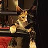 animal, calico, cat, chair, closeup, cozy, curious, cute, domestic, feline, fur, furniture, household, indoor, paws, pet, relaxed, resting, tabby, whiskers