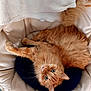 cat, orange_cat, fluffy, pet, indoor, chair, cushion, relaxed, looking_up, feline, cute, domestic_animal, fur, whiskers, floor_tiles, cozy, resting, animal, tabby, home