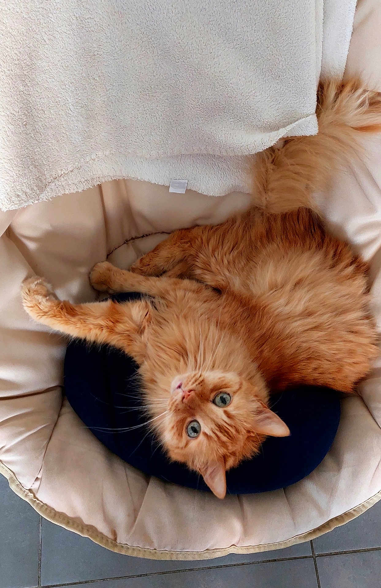 Willoubi a rejoint le concours — aidez-le/la à gagner de superbes lots ! cat, orange_cat, fluffy, pet, indoor, chair, cushion, relaxed, looking_up, feline, cute, domestic_animal, fur, whiskers, floor_tiles, cozy, resting, animal, tabby, home