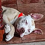 dog, sleeping, tile_floor, orange_collar, paw, ear, closed_eyes, pet, indoor, furniture_leg, relaxed, resting, muzzle, nose, whiskers, white_fur, tan_fur, closeup, floor, cozy