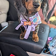 Pepper joined the competition — help win amazing prizes! dog, puppy, dachshund, car_interior, leather, armrest, bandana, purple_ribbon, name_tag, pet_accessory, close_up, blurred_background, cute, small_dog, sitting, paws, animal, pet, indoor, portrait