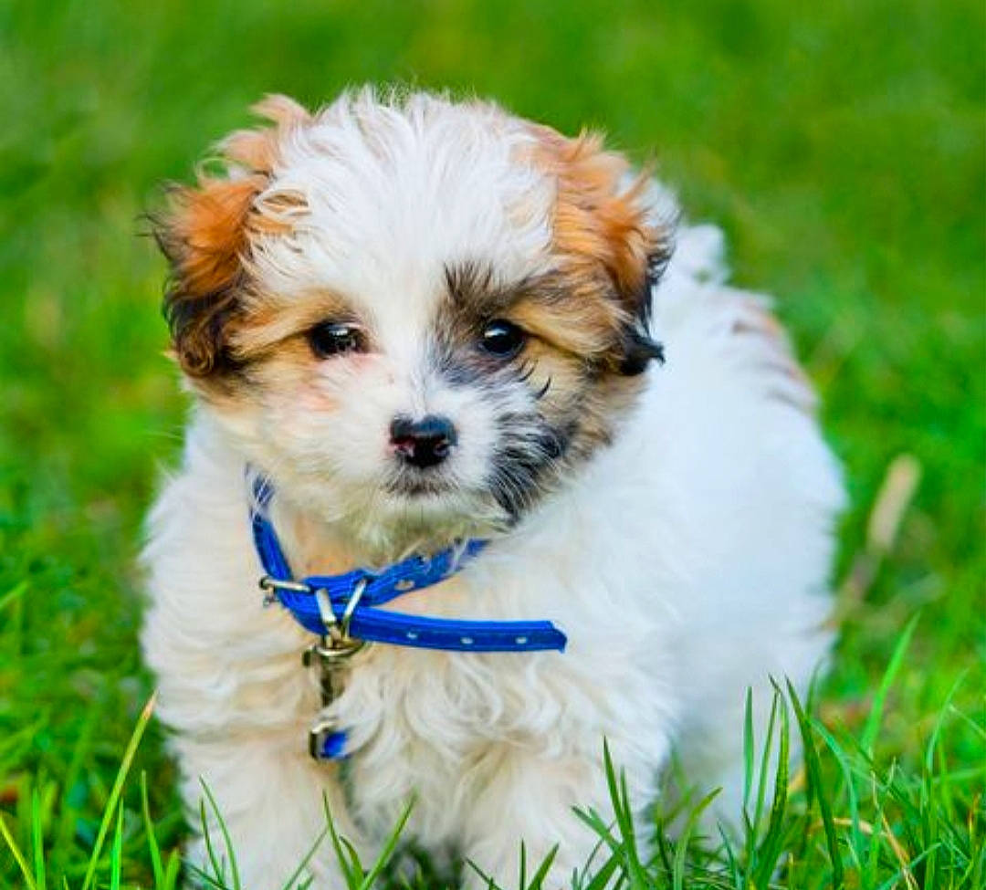 Bailey is registered to the contest to win money with this photo: bolonka, canidae, carnivore, cavachon, chinese_imperial_dog, companion_dog, dog, dog_breed, grass, havanese, lhasa_apso, mal_shi, maltepoo, mammal, morkie, poodle_crossbreed, puppy, rare_breed_dog, shih_tzu, vertebrate