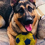 Toby joined the competition — help win amazing prizes! dog, german_shepherd, pet, animal, playing, toy, soccer_ball, couch, indoor, tongue_out, happy, ears_up, fur, paws, close_up, smiling, playful, domestic, canine, resting