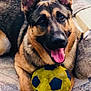 dog, german_shepherd, pet, animal, playing, toy, soccer_ball, couch, indoor, tongue_out, happy, ears_up, fur, paws, close_up, smiling, playful, domestic, canine, resting