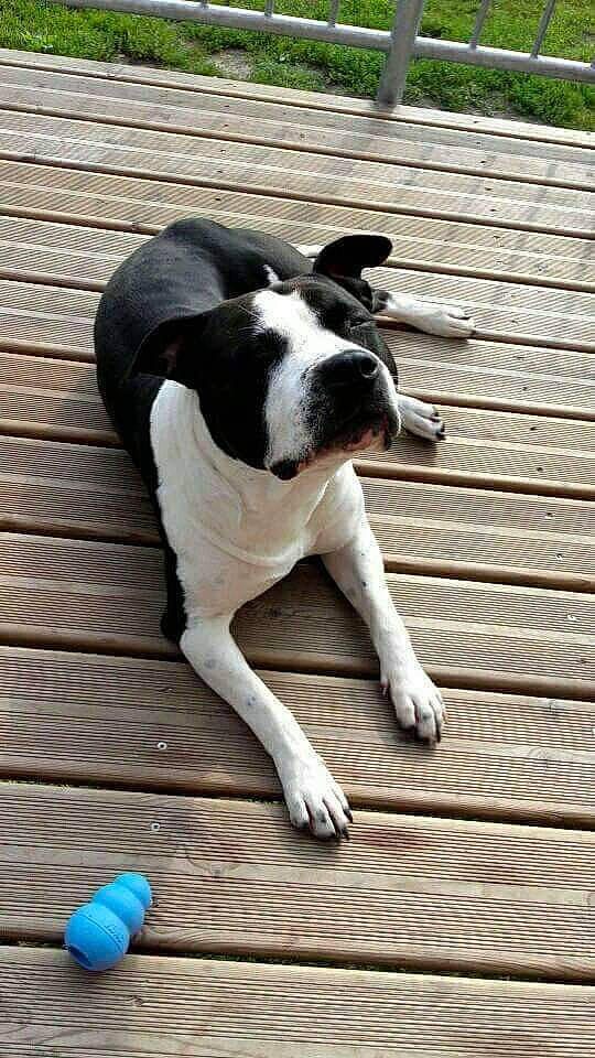 Gwada participe au concours pour gagner de l'argent avec cette photo : american_bulldog, american_staffordshire_terrier, boston_terrier, canidae, carnivore, companion_dog, dog, dog_breed, fawn, mammal, non_sporting_group, puppy, rare_breed_dog, sporting_group, tail, valley_bulldog, vertebrate