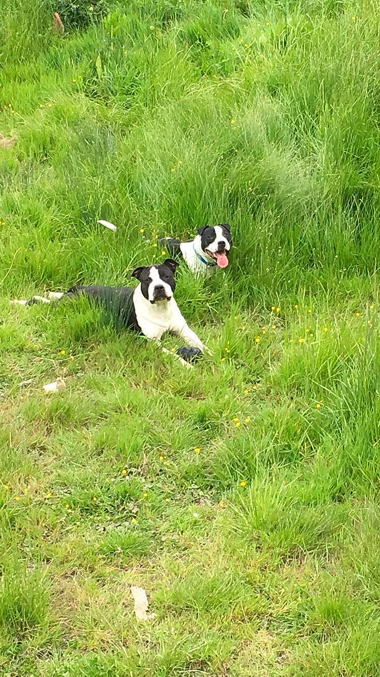 Gwada participe au concours pour gagner de l'argent avec cette photo : boston_terrier, canidae, carnivore, danish_swedish_farmdog, dog, dog_breed, grass, hunting_dog, meadow, non_sporting_group, pointer, sporting_group, tail