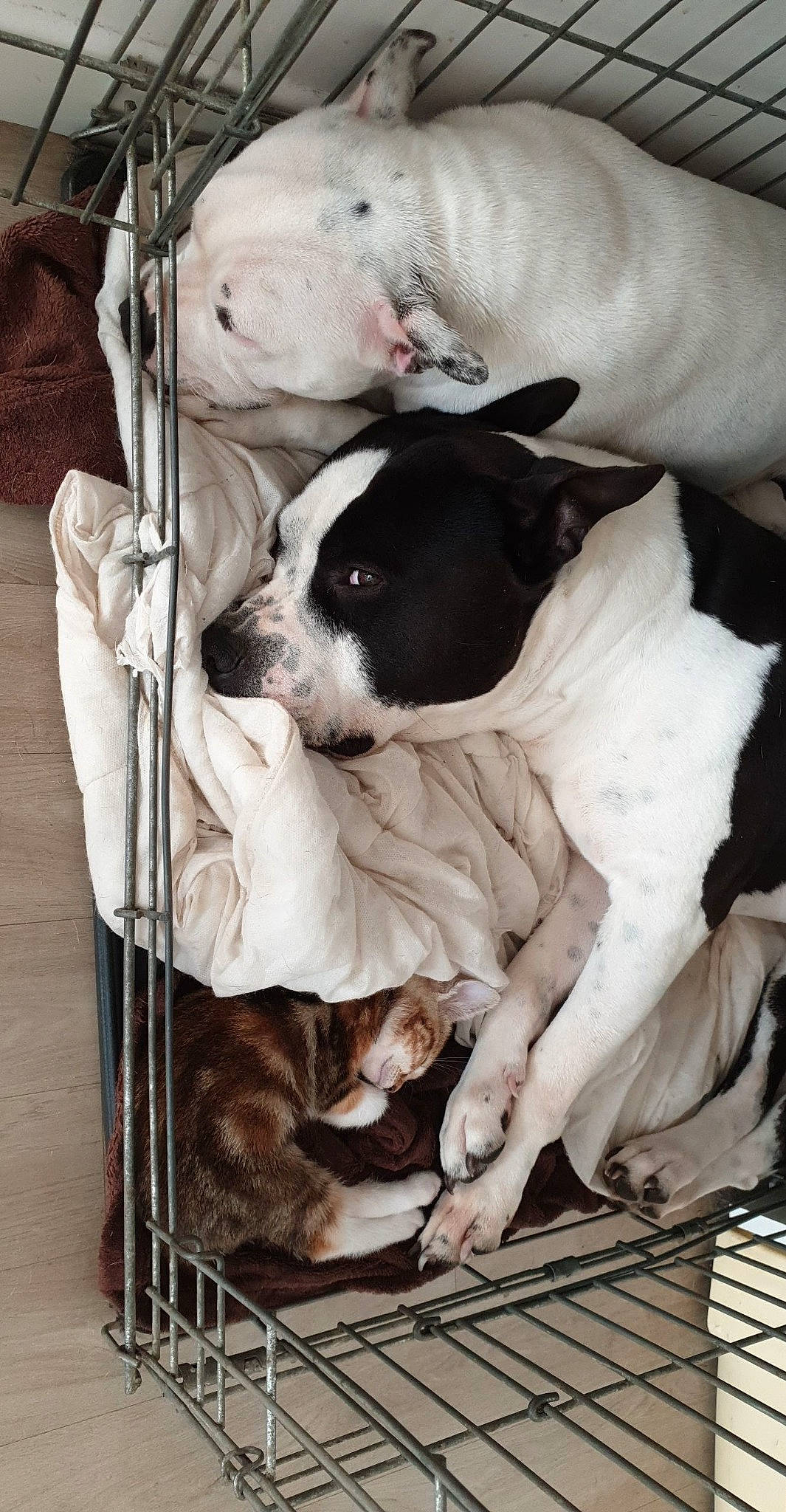 Gwada participe au concours pour gagner de l'argent avec cette photo : american_bulldog, american_pit_bull_terrier, american_staffordshire_terrier, bully_kutta, canidae, carnivore, companion_dog, dog, dog_breed, mammal, non_sporting_group, pit_bull, puppy, rare_breed_dog, snout, sporting_group, valley_bulldog