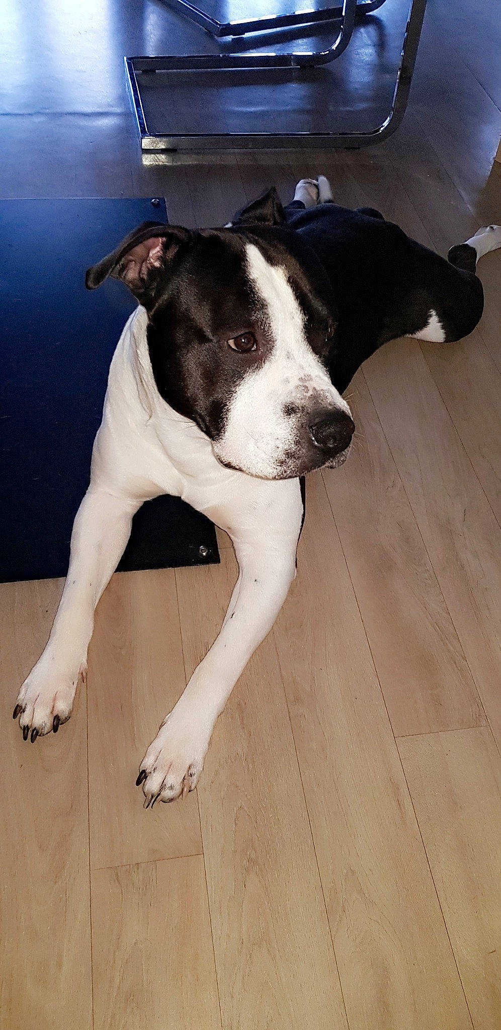 Gwada a rejoint le concours — aidez-le/la à gagner de superbes lots ! american_bulldog, american_pit_bull_terrier, american_staffordshire_terrier, canidae, carnivore, dog, dog_breed, fawn, mammal, non_sporting_group, rare_breed_dog, snout, sporting_group, tail, valley_bulldog, vertebrate