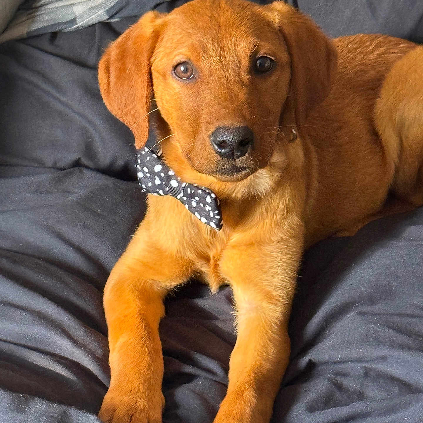 Nala joined the competition — help win amazing prizes! accessories, animal, beagle, bed, bedroom, canine, couch, cushion, dog, formalwear, furniture, goldenretriever, homedecor, hound, labradorretriever, person, pet, puppy, sleeping, tie