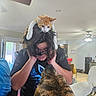 Ponyo joined the competition — help win amazing prizes! cat, kitten, orange_cat, tortoiseshell_cat, person, indoor, living_room, pet, animal, feline, sitting, perched, head, shoulders, long_hair, black_shirt, home, furniture, ceiling_fan, funny