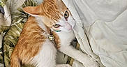 Ponyo joined the competition — help win amazing prizes! cat, kitten, orange_and_white, feline, pet, animal, lying_down, bed, bedding, blanket, patterned_fabric, white_blanket, green_collar, bell, whiskers, ears, tail, paws, indoors, cozy