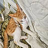 cat, kitten, orange_and_white, feline, pet, animal, lying_down, bed, bedding, blanket, patterned_fabric, white_blanket, green_collar, bell, whiskers, ears, tail, paws, indoors, cozy