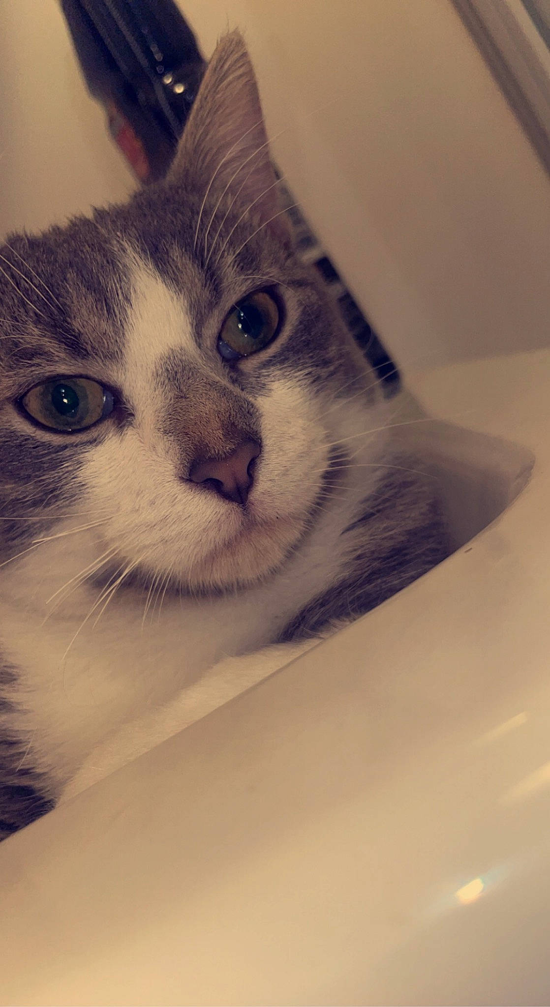 Turbo participe au concours pour gagner de l'argent avec cette photo : carnivore, cat, comfort, domestic_short_haired_cat, ear, eyelash, felidae, fur, hair, paw, small_to_medium_sized_cats, snout, terrestrial_animal, whiskers