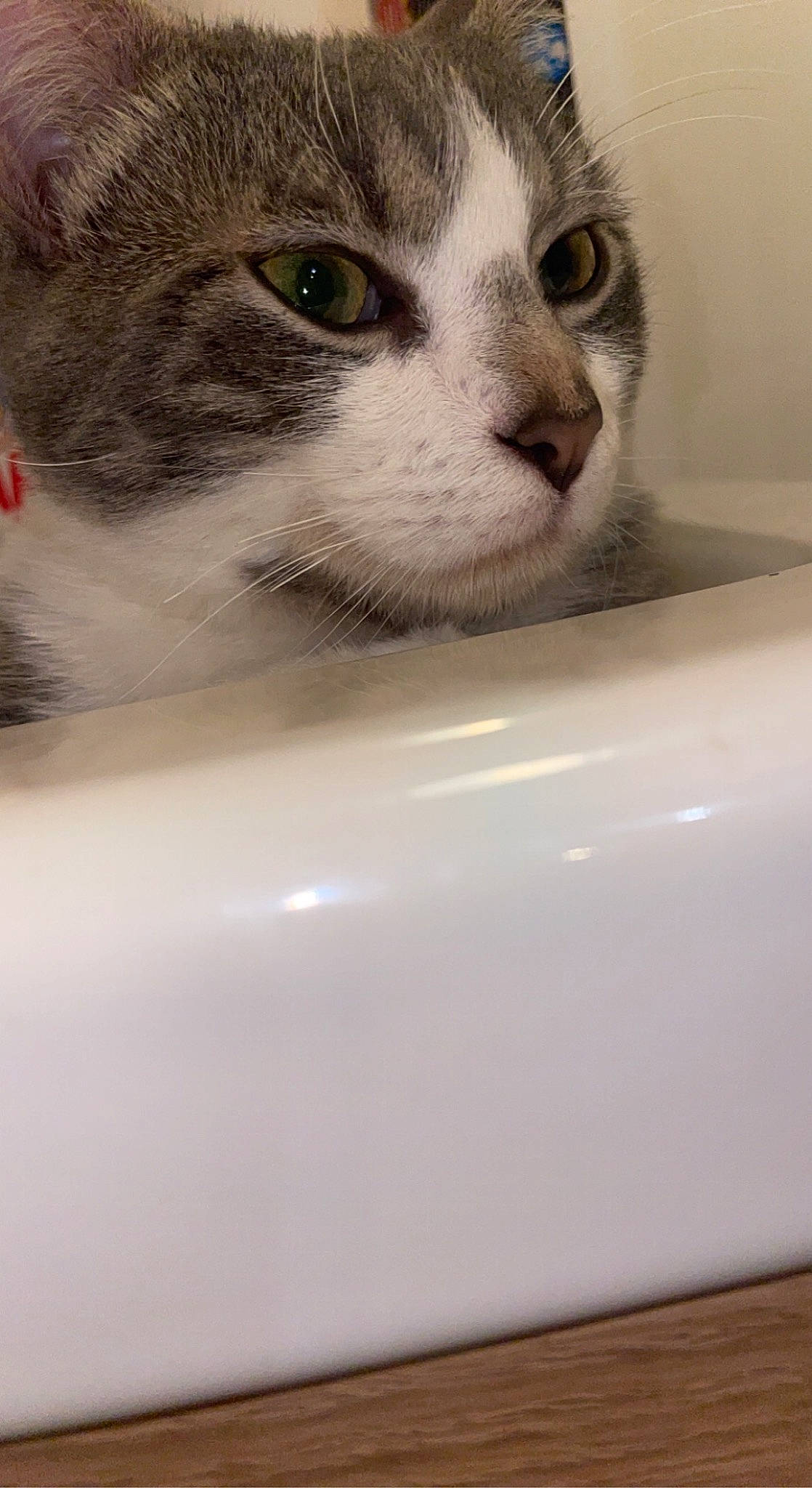 Turbo participe au concours pour gagner de l'argent avec cette photo : bathroom, bathtub, carnivore, cat, domestic_short_haired_cat, eye, eyelash, felidae, fur, iris, paw, plumbing, plumbing_fixture, small_to_medium_sized_cats, snout, water, whiskers, window