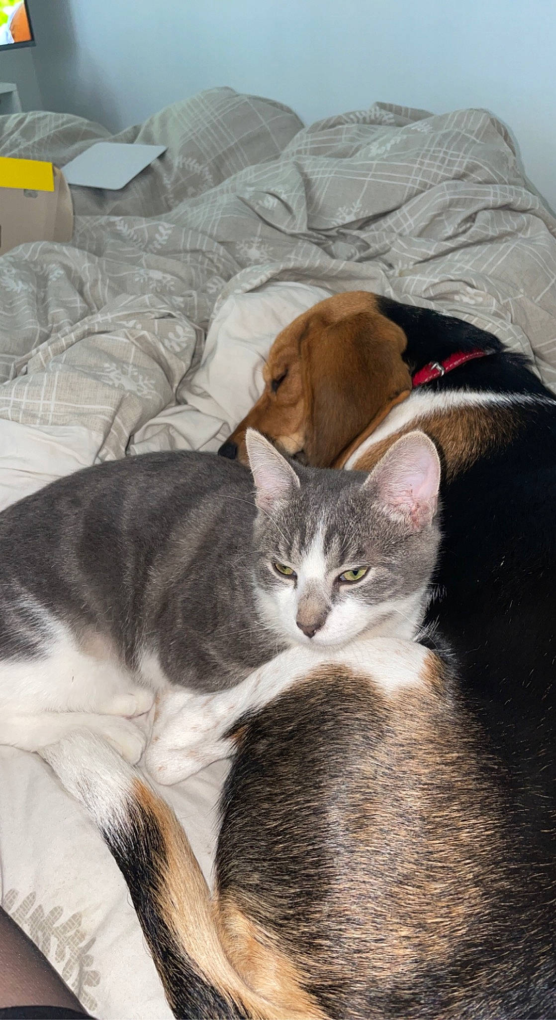 Turbo a rejoint le concours — aidez-le/la à gagner de superbes lots ! bedding, blanket, box, carnivore, cat, cat_supply, claw, comfort, domestic_short_haired_cat, felidae, fur, linens, nap, paw, pet_supply, small_to_medium_sized_cats, tail, whiskers, wood