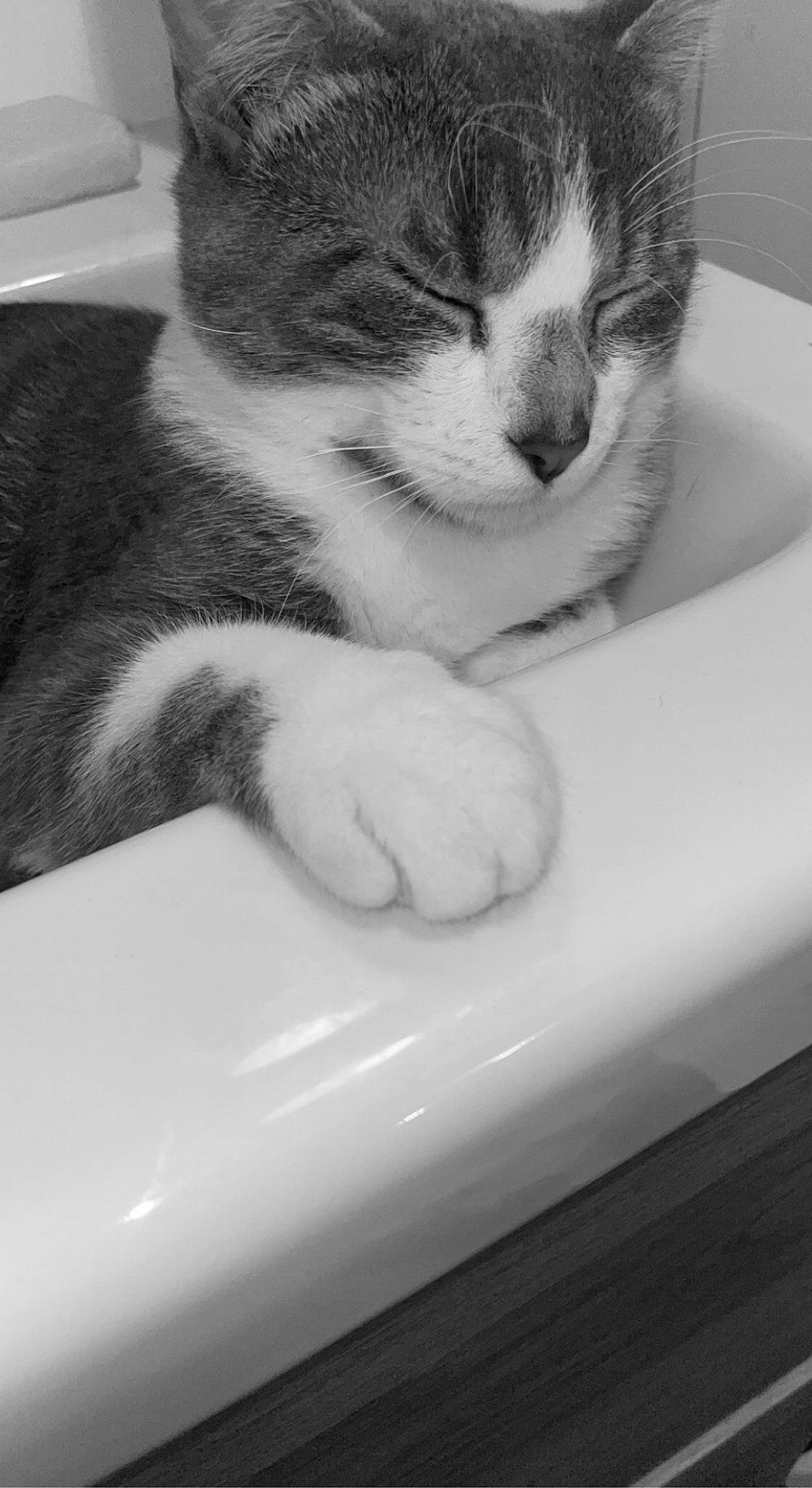 Turbo participe au concours pour gagner de l'argent avec cette photo : black, carnivore, cat, comfort, domestic_short_haired_cat, eye, felidae, fur, hand, human_body, leg, monochrome, monochrome_photography, nose, paw, small_to_medium_sized_cats, snout, style, whiskers, white