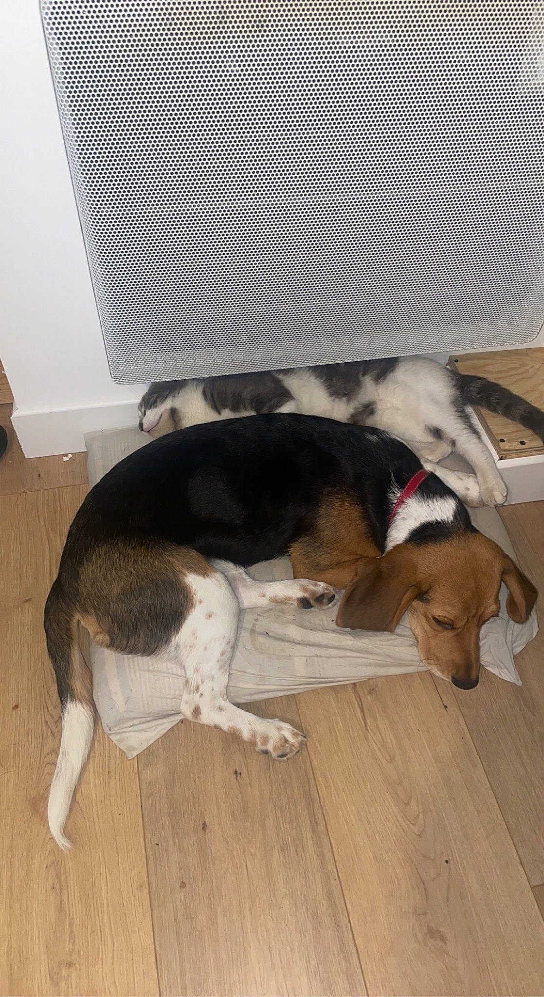 Tana participe au concours pour gagner de l'argent avec cette photo : carnivore, collar, comfort, companion_dog, dog, dog_breed, fawn, floor, flooring, fur, hardwood, hound, pet_supply, scent_hound, snout, sporting_group, tail, wood, working_animal, working_dog