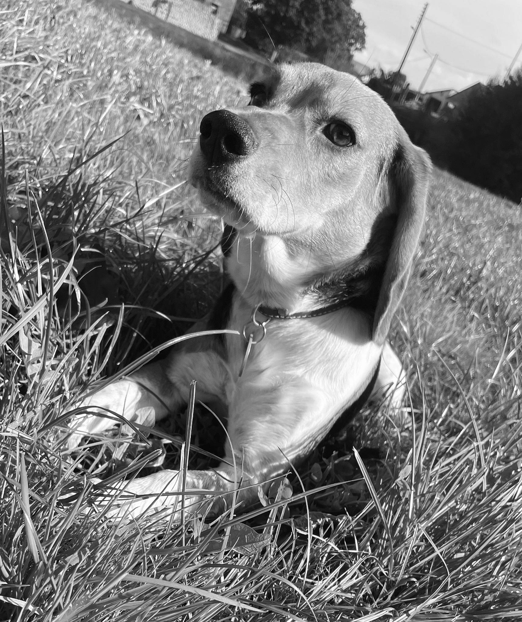 Tana participe au concours pour gagner de l'argent avec cette photo : canidae, carnivore, collar, companion_dog, dog, dog_breed, dog_collar, fawn, grass, grassland, happy, monochrome, monochrome_photography, retriever, snout, sporting_group, terrestrial_animal, toy, whiskers, working_animal