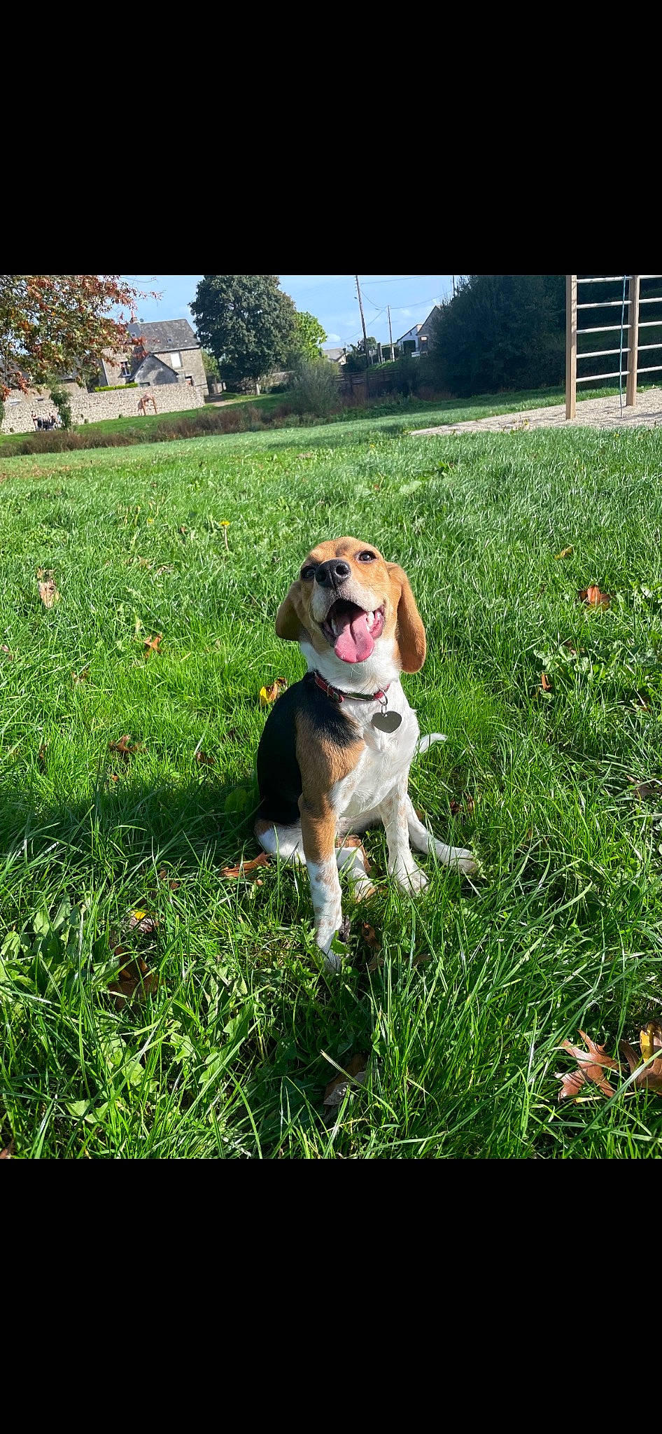 Tana a rejoint le concours — aidez-le/la à gagner de superbes lots ! ball, canidae, carnivore, collar, companion_dog, dog, dog_breed, dog_collar, garden, grass, grassland, groundcover, gun_dog, herbaceous_plant, lawn, plant, sky, tail, tree, working_dog