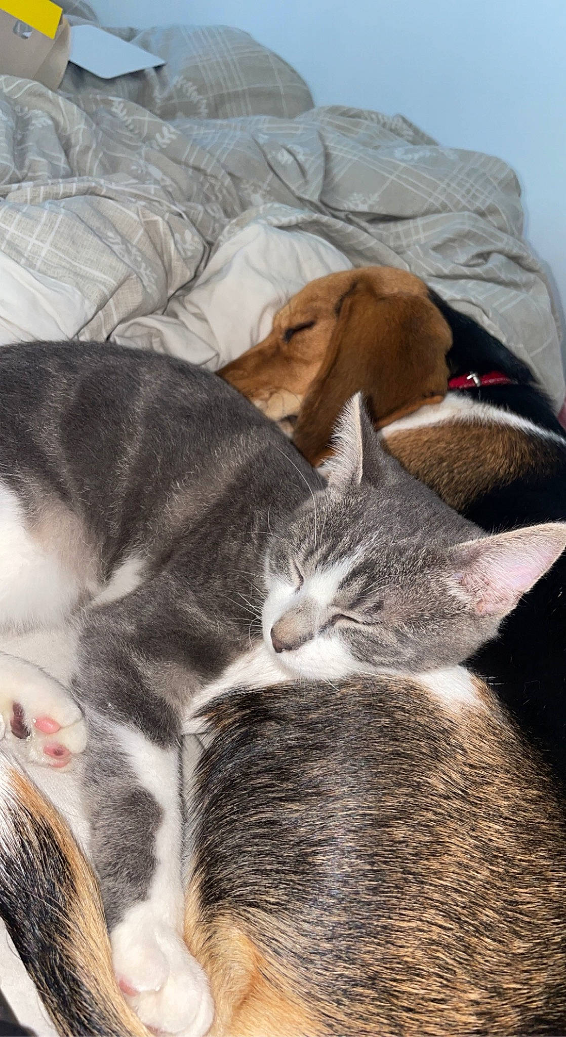 Tana participe au concours pour gagner de l'argent avec cette photo : carnivore, cat, cat_supply, claw, comfort, domestic_short_haired_cat, felidae, fur, grey, human_leg, linens, nap, paw, sleep, small_to_medium_sized_cats, snout, tail, vertebrate, whiskers, wood