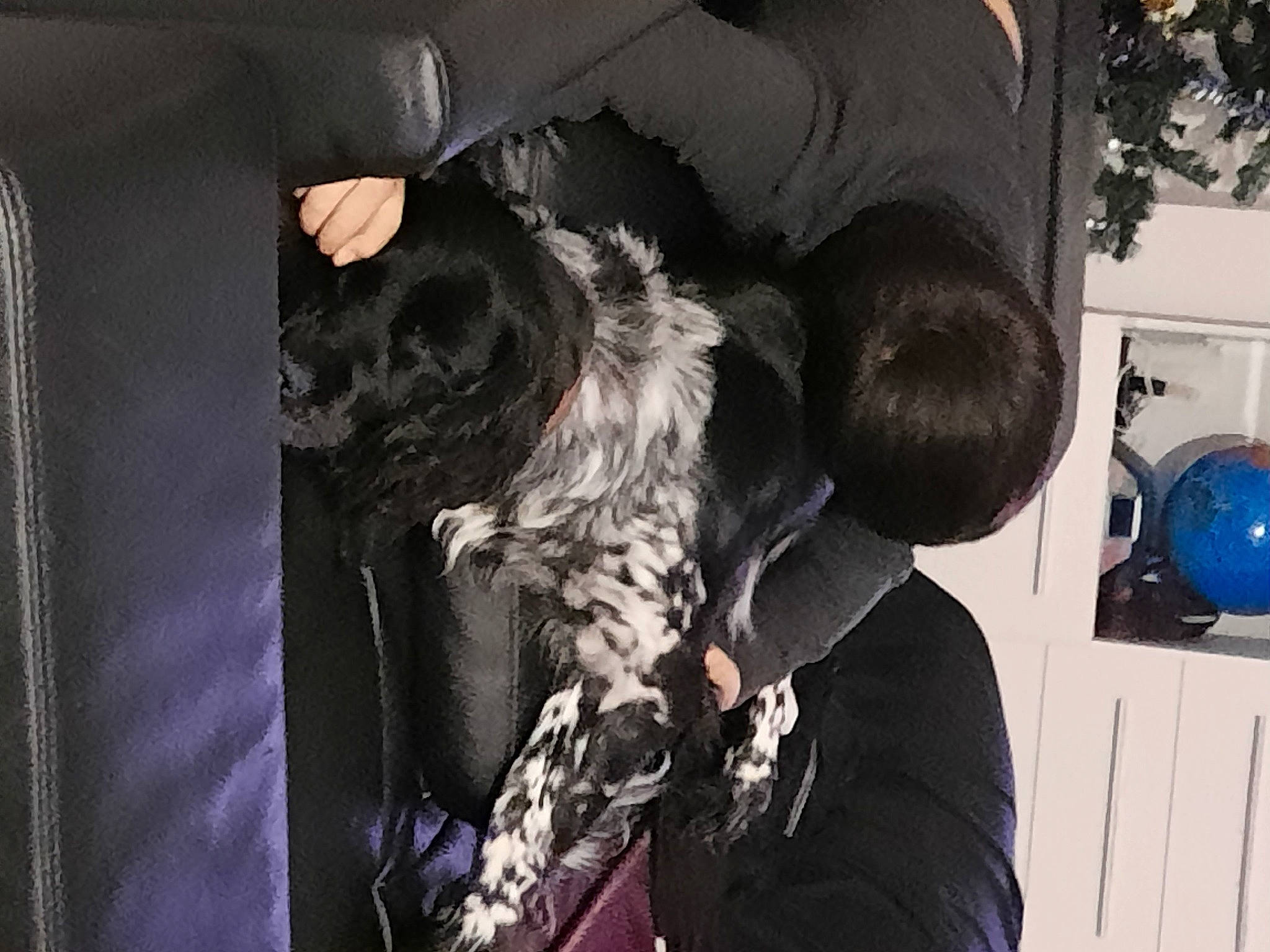 Roxane a rejoint le concours — aidez-le/la à gagner de superbes lots ! balloon, black_hair, carnivore, comfort, companion_dog, dog, dog_breed, fur, gesture, monochrome, monochrome_photography, room, sporting_group, style, terrier, toy_dog, tree