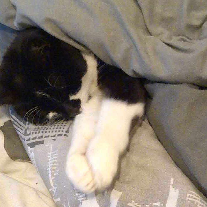 Pilchard joined the competition — help win amazing prizes!