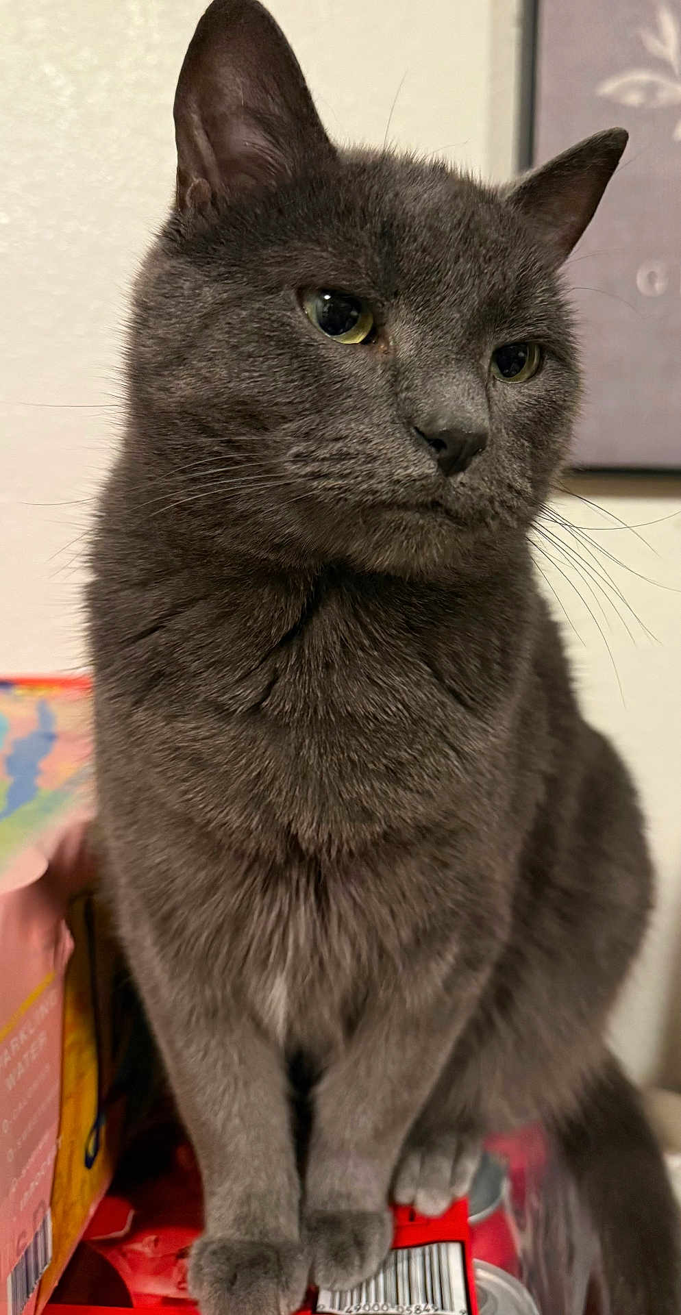 Simba