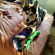Louisiane a rejoint le concours — aidez-le/la à gagner de superbes lots ! dog, husky, blue_eyes, bed, blanket, stuffed_toys, plush_toys, indoors, sunlight, window, pet, animal, fur, collar, pink_blanket, soft_toys, toy_snake, toy_bird, cozy, relaxed