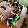 dog, husky, blue_eyes, bed, blanket, stuffed_toys, plush_toys, indoors, sunlight, window, pet, animal, fur, collar, pink_blanket, soft_toys, toy_snake, toy_bird, cozy, relaxed