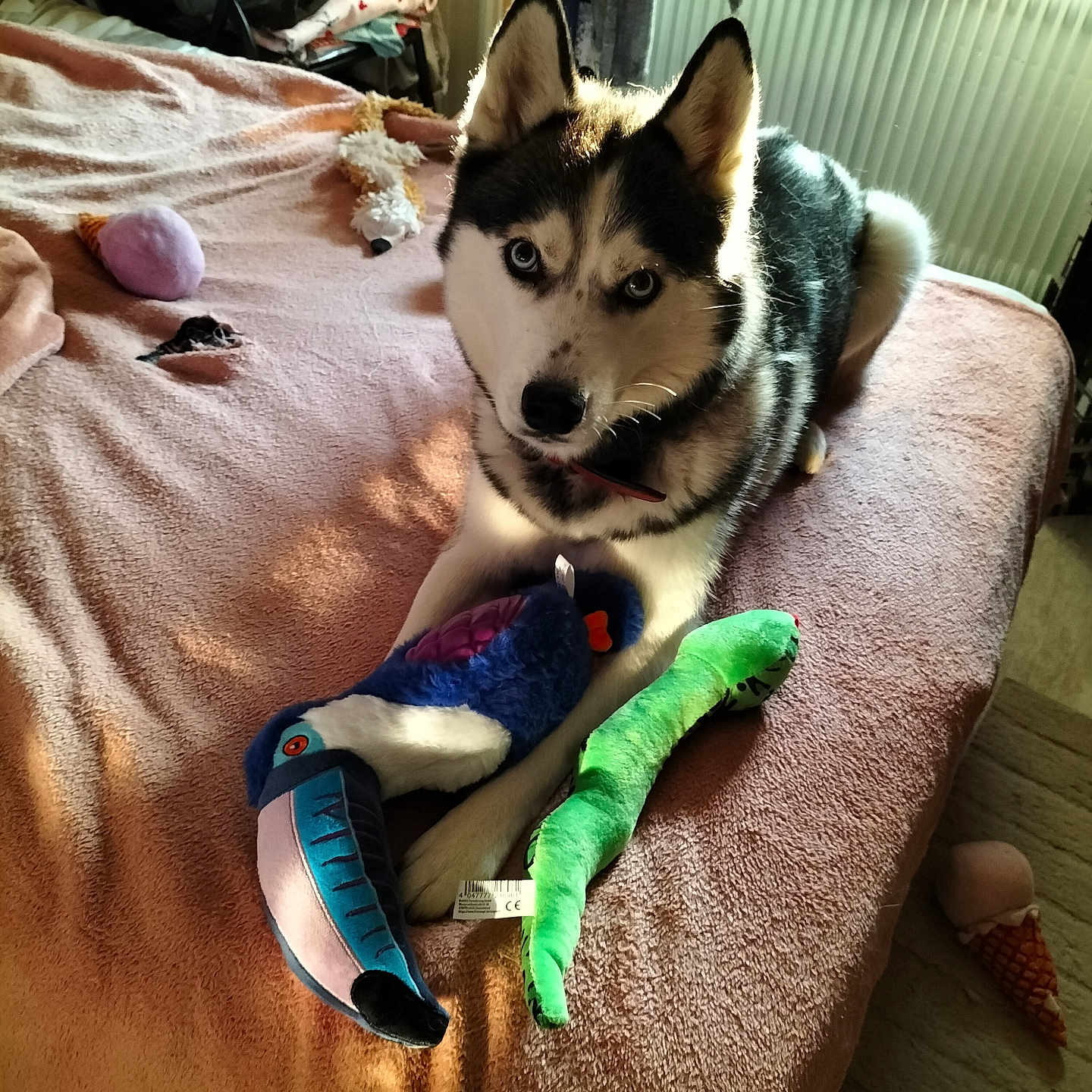 Louisiane a rejoint le concours — aidez-le/la à gagner de superbes lots ! animal, bed, blanket, blue_eyes, collar, cozy, dog, fur, husky, indoors, pet, pink_blanket, plush_toys, relaxed, soft_toys, stuffed_toys, sunlight, toy_bird, toy_snake, window