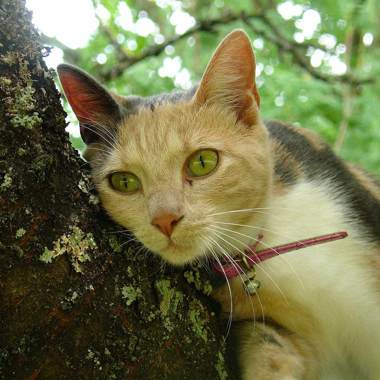 Lady Pénélope
