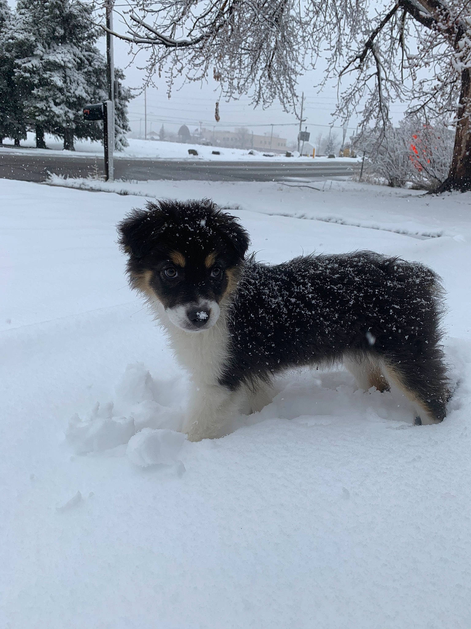 Avery is registered to the contest to win money with this photo: canidae, carnivore, dog, dog_breed, herding_dog, lagotto_romagnolo, mammal, puppy, rare_breed_dog, snow, spanish_water_dog, sporting_group, winter
