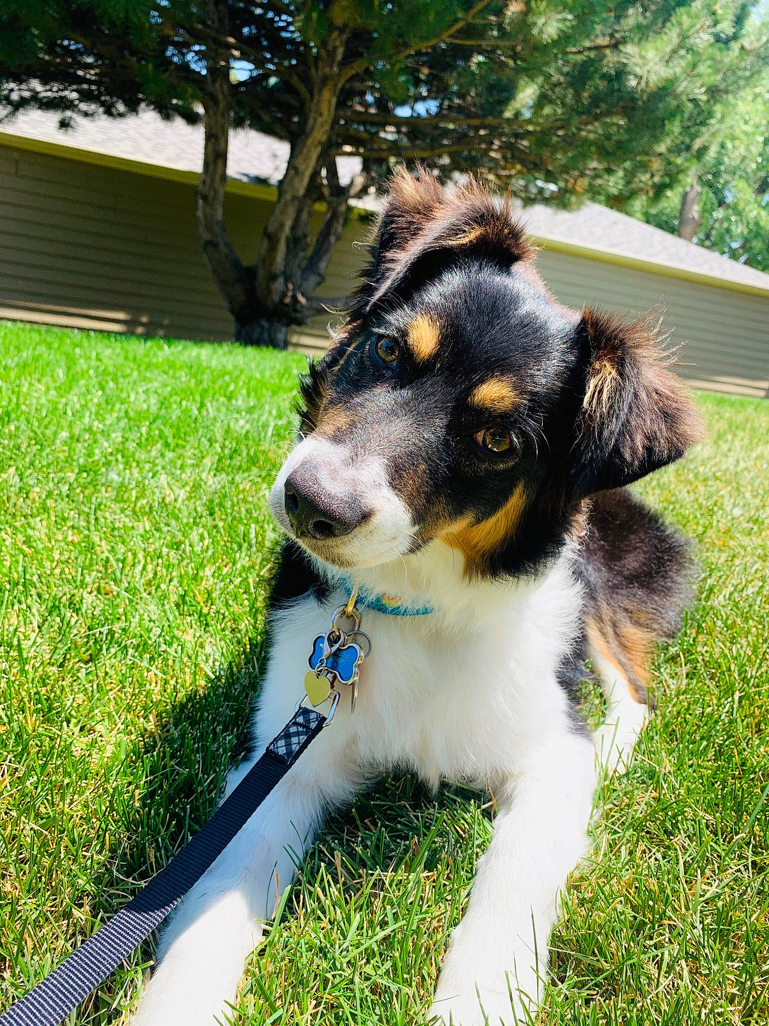 Avery is registered to the contest to win money with this photo: australian_collie, australian_shepherd, border_collie, canidae, carnivore, companion_dog, dog, dog_breed, english_shepherd, grass, herding_dog, mammal, miniature_australian_shepherd, plant, puppy, rare_breed_dog, sporting_group, vertebrate, working_dog