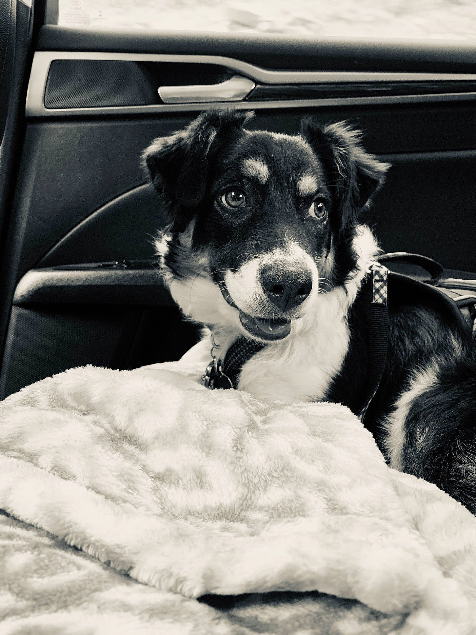 Avery is registered to the contest to win money with this photo: australian_kelpie, australian_shepherd, black_and_white, border_collie, canidae, carnivore, companion_dog, dog, dog_breed, english_shepherd, eye, herding_dog, huntaway, mammal, puppy, rare_breed_dog, snout, sporting_group, vertebrate, working_dog