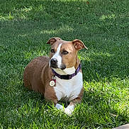 Lucy is registered to the contest to win money with this photo: dog, brown, white, collar, grass, outdoor, pet, animal, sunlight, nature, canine, resting, sidewalk, daylight, alert, domestic_animal, mammal, portrait, fur, ears