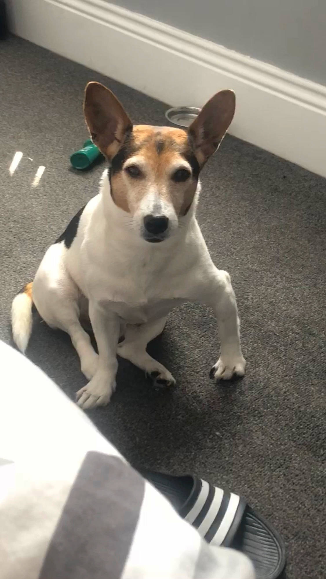 Bella is registered to the contest to win money with this photo: canidae, carnivore, collar, companion_dog, dog, dog_breed, dog_supply, ear, fawn, flooring, fur, irishjacks, paw, snout, sporting_group, tail, terrestrial_animal, terrier, whiskers, working_animal