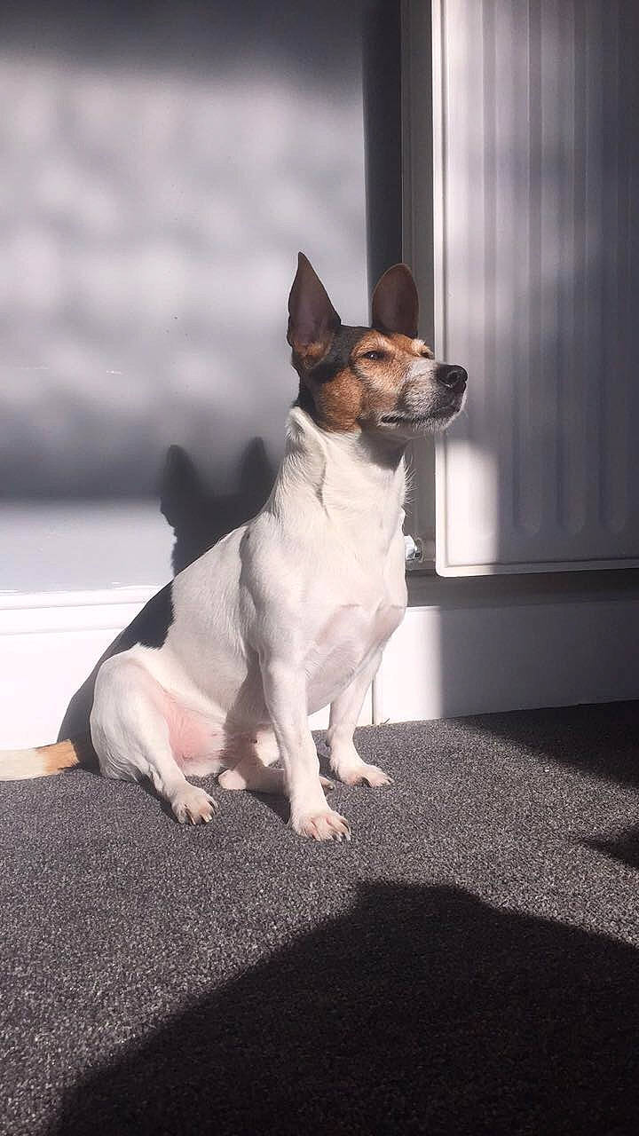 Bella is registered to the contest to win money with this photo: canidae, carnivore, collar, companion_dog, dog, dog_breed, dog_collar, dog_supply, door, fawn, flooring, fur, paw, small_terrier, snout, sporting_group, tail, terrier, whiskers, working_animal