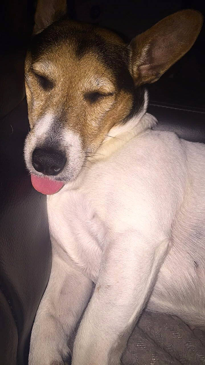 Bella is registered to the contest to win money with this photo: canidae, carnivore, comfort, companion_dog, dog, dog_breed, fur, irishjacks, snout, sporting_group, terrestrial_animal, whiskers