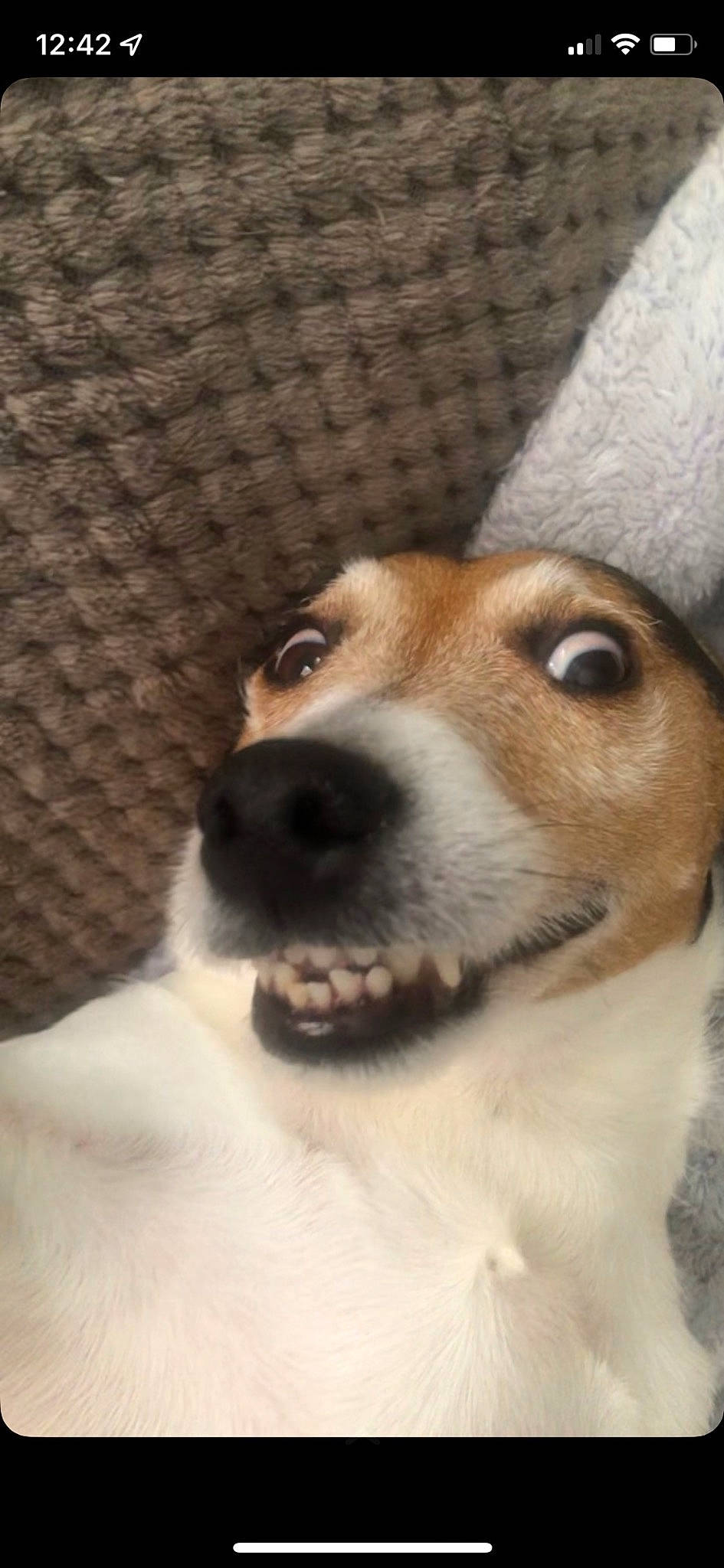 Bella is registered to the contest to win money with this photo: ancient_dog_breeds, carnivore, collar, companion_dog, dog, dog_breed, fawn, fur, snout, sporting_group, terrestrial_animal, whiskers