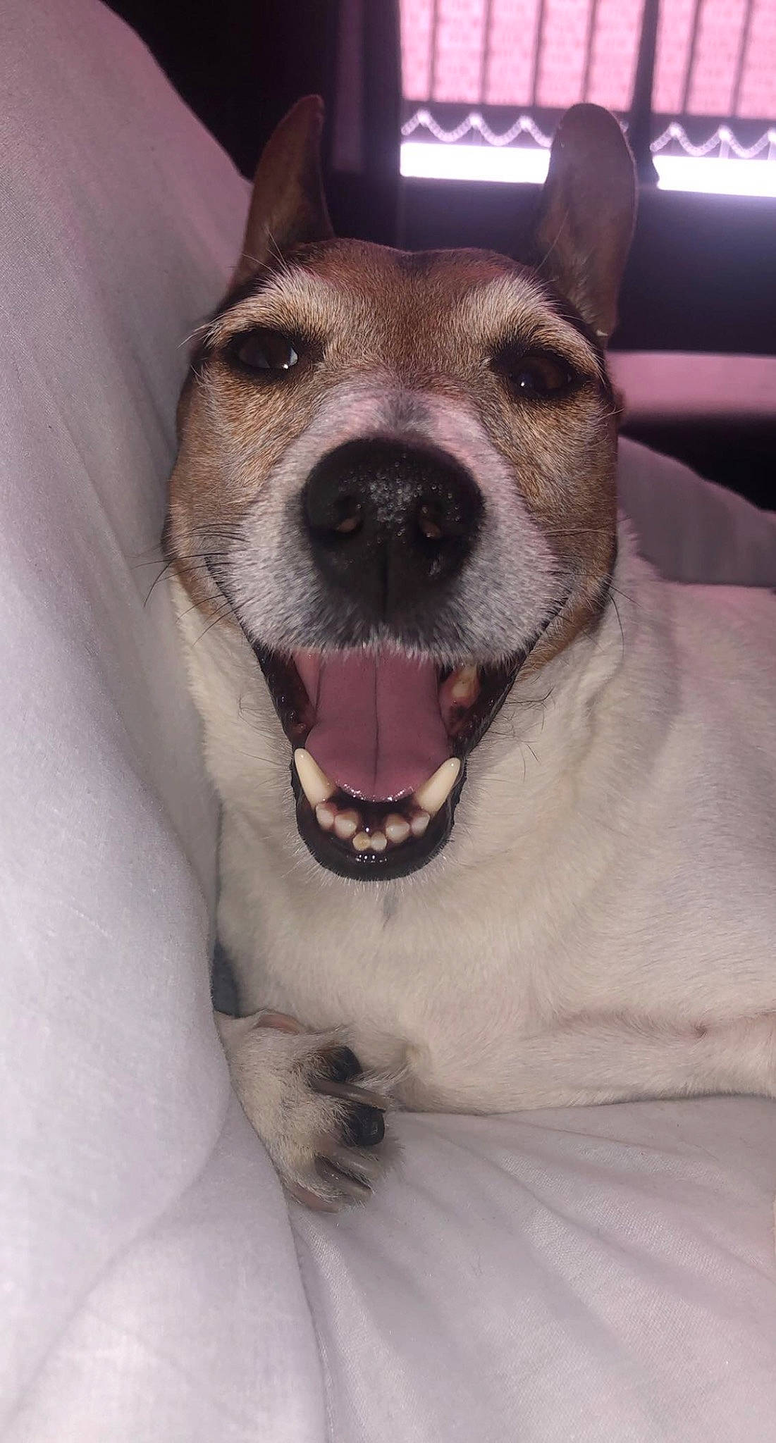 Bella joined the competition — help win amazing prizes! carnivore, collar, comfort, companion_dog, dog, dog_breed, dog_collar, ear, fang, fawn, fur, jaw, non_sporting_group, paw, pet_supply, smile, snout, sporting_group, whiskers, working_animal