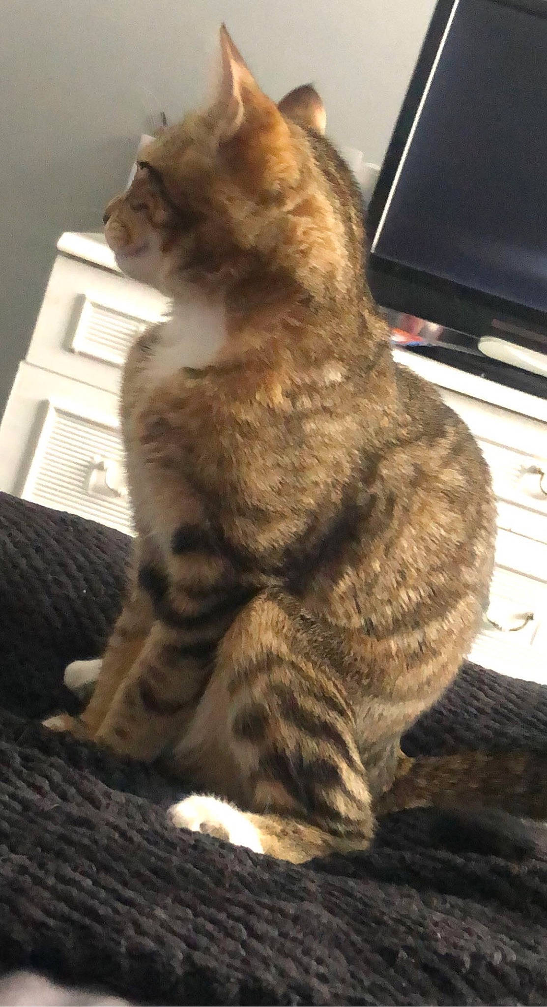 Pablo Escobar joined the competition — help win amazing prizes! carnivore, cat, claw, computer, computer_keyboard, domestic_short_haired_cat, eye, fawn, felidae, fur, input_device, laptop, paw, personal_computer, small_to_medium_sized_cats, snout, tail, terrestrial_animal, whiskers, window