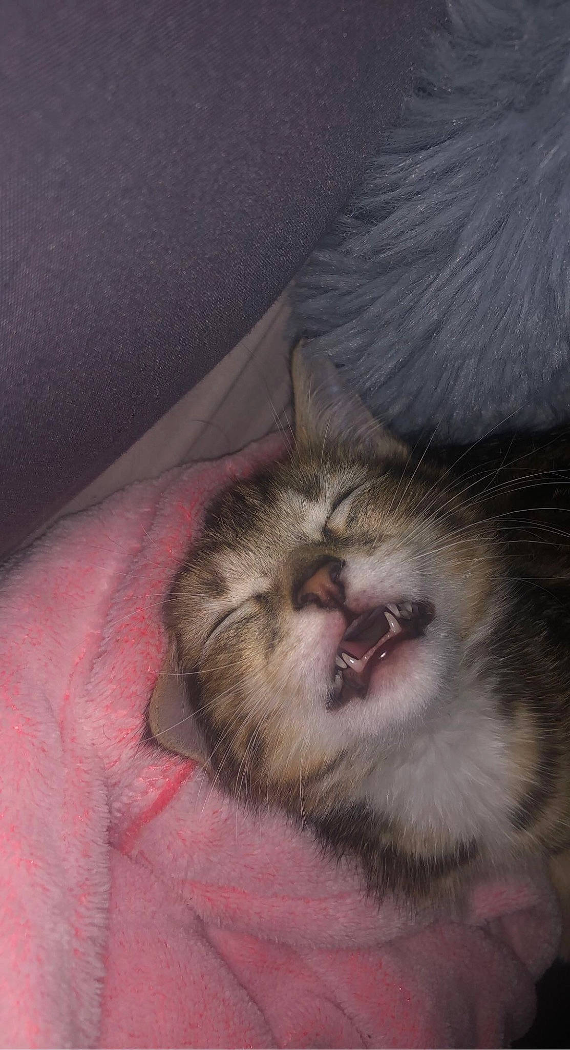 Pablo Escobar is registered to the contest to win money with this photo: carnivore, cat, claw, comfort, dog_breed, domestic_short_haired_cat, ear, fang, fawn, felidae, fur, nap, paw, small_to_medium_sized_cats, snout, tail, terrestrial_animal, whiskers, wildlife, yawn