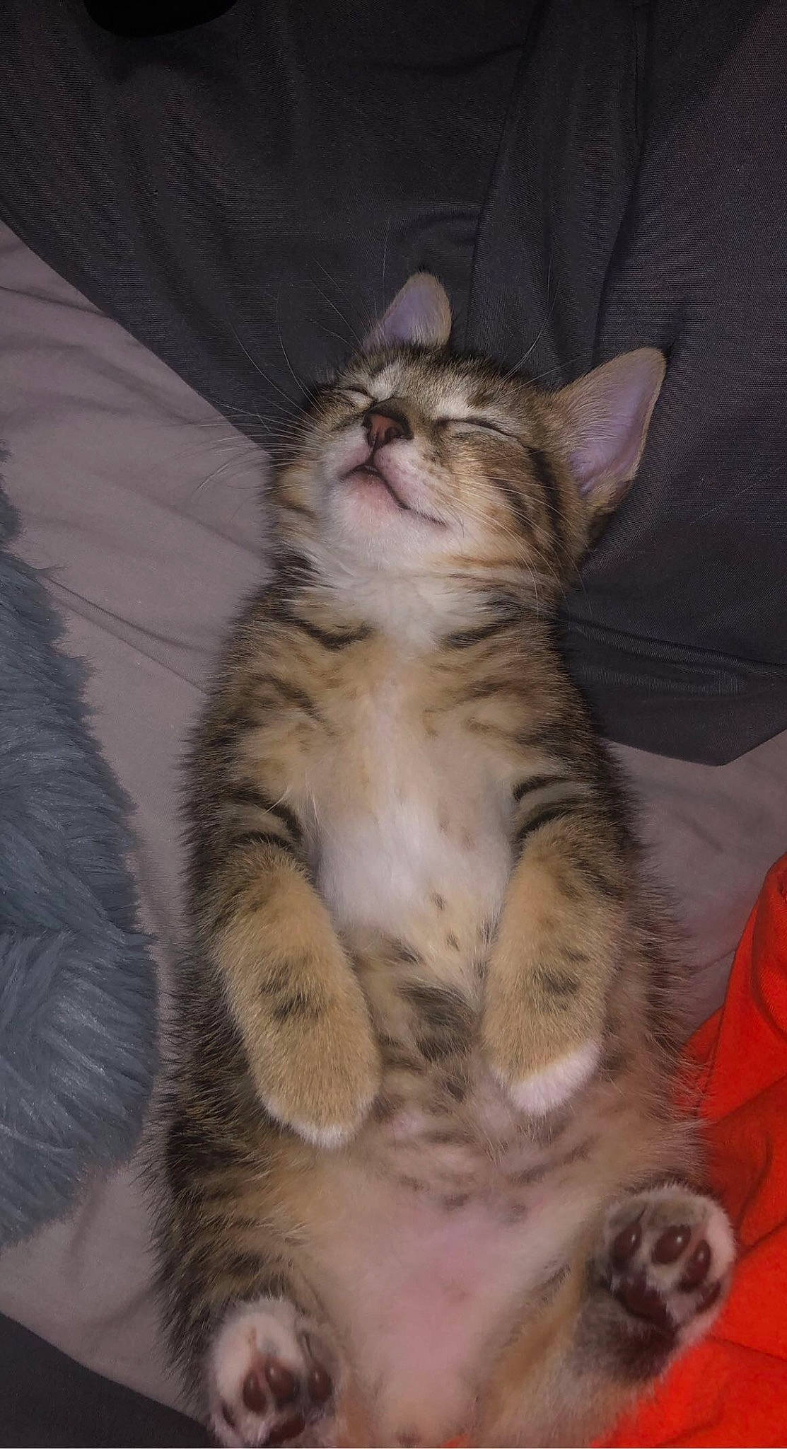 Pablo Escobar is registered to the contest to win money with this photo: carnivore, cat, comfort, domestic_short_haired_cat, fawn, felidae, fur, nap, paw, small_to_medium_sized_cats, snout, tail, terrestrial_animal, whiskers